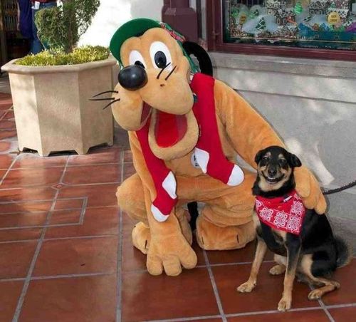 goofy, dog, smile