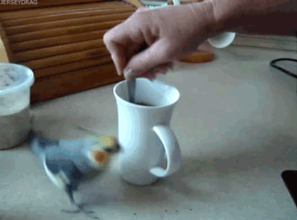 bird spinning around stirring coffee cup, perfectly looped gif