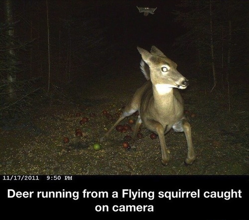 deer, flying squirrel, motion triggered forest camera