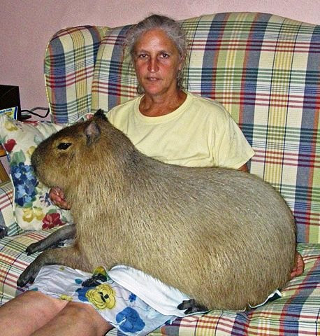 just a woman and her capybara epic hamster, wtf