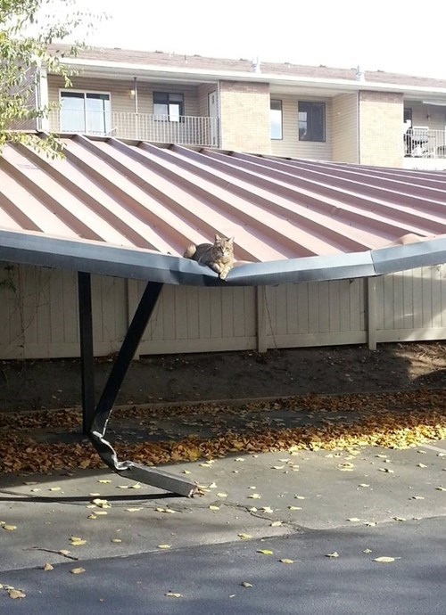 cat, crushed parking roof