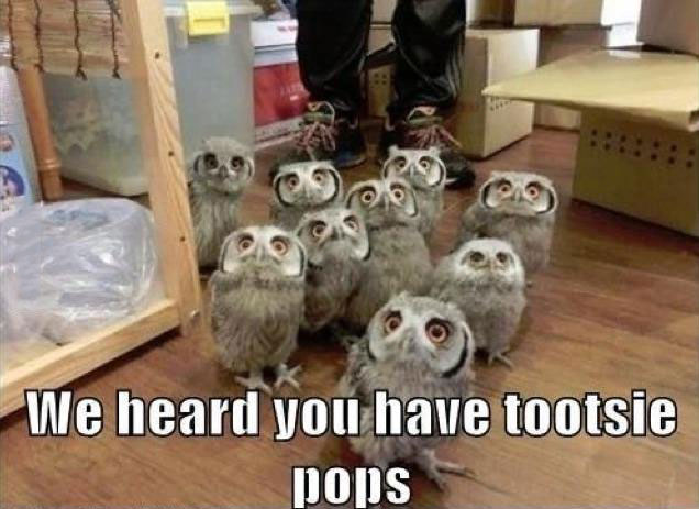 owls, meme, we heard you have tootsie pops