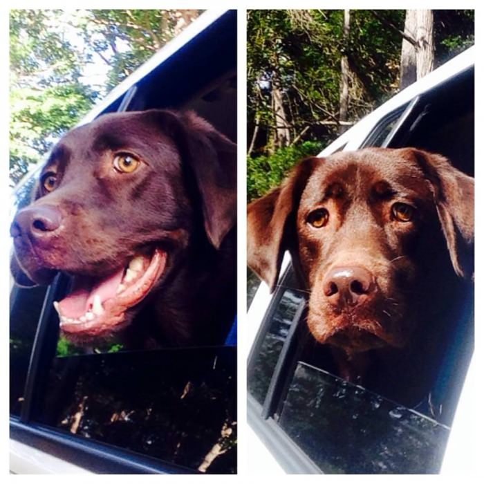my cousins dog on the way to a hike (l) and leaving the hike (r)