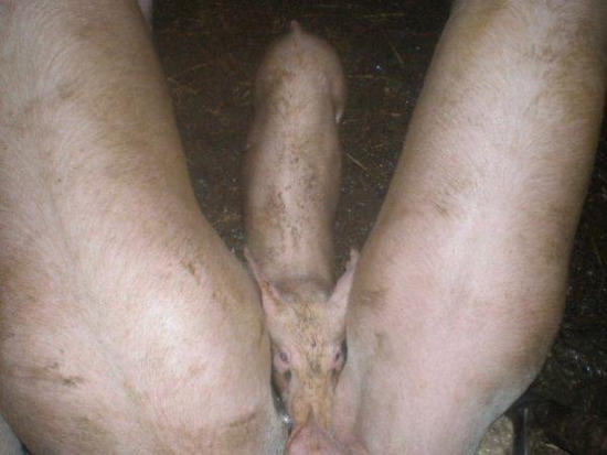 three little pigs, suggestive, wtf, lol