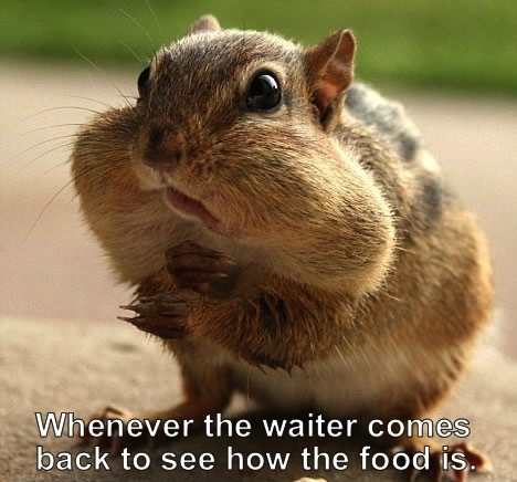 meme, squirrel, cheeks full of food, when the waiter comes back to ask how the food is