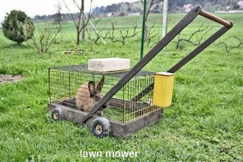 slowest lawn mower ever, rabbit, mobile cage