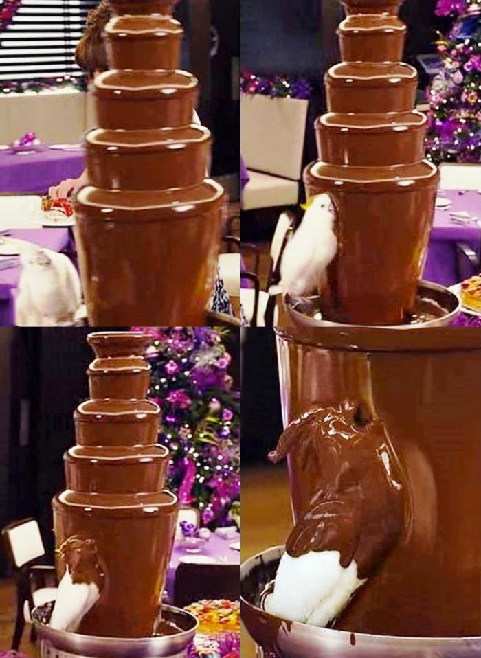 chocolate water fall is this bird's best friend, I regret nothing, lol