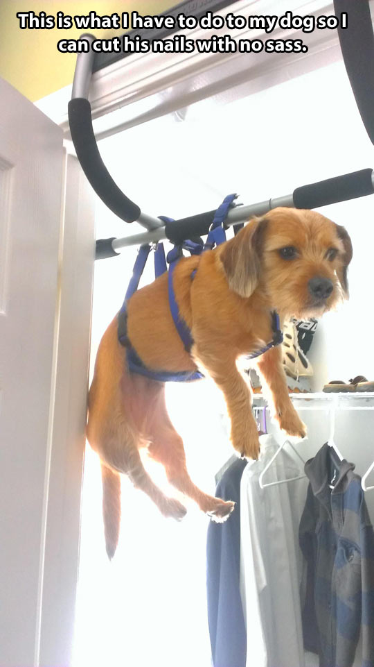 dog, only way to cut his toenails