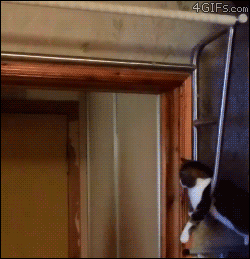 gif, personal trainer cat