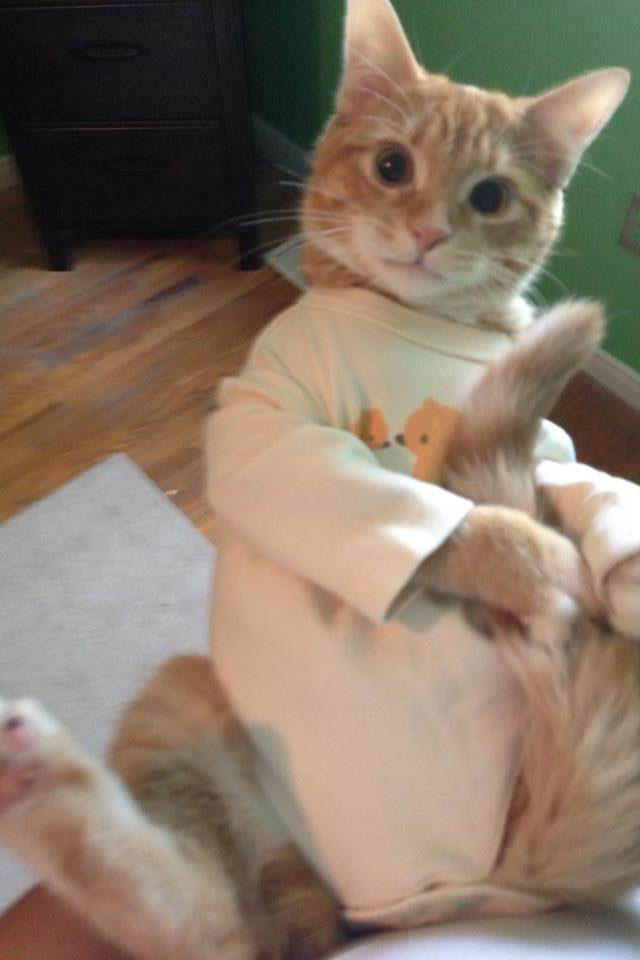 cat pyjamas, why you do this?