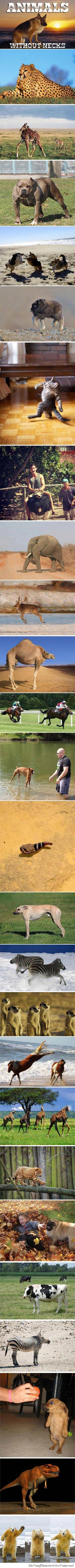 animals without necks, photoshop, compilation, lol