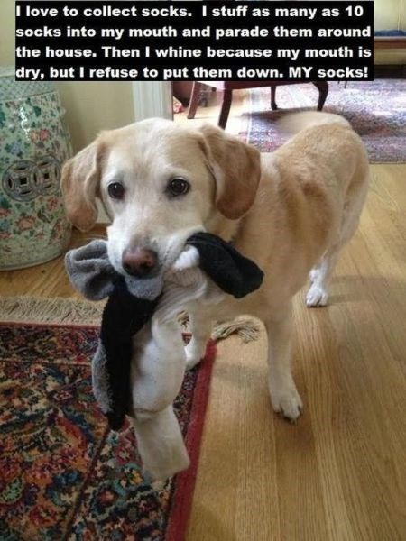 dog, story, socks