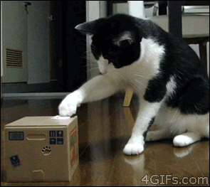 cat, toy, reaction, lol