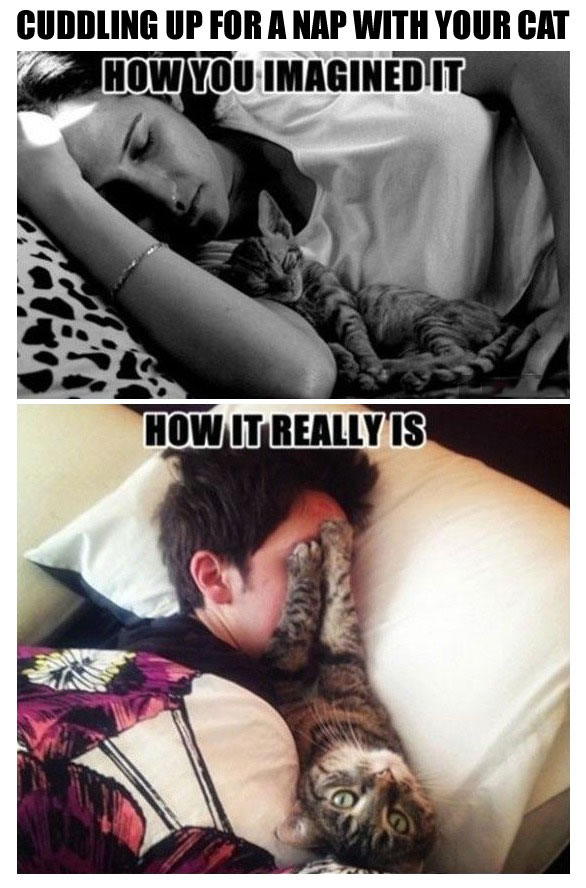expectation, reality, sleeping with your cat