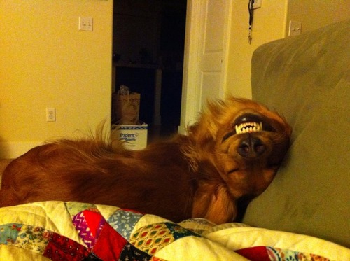 dog sleeping upside down, teeth