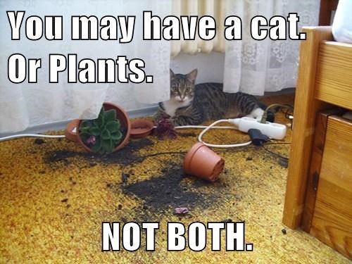 meme, cat, plants
