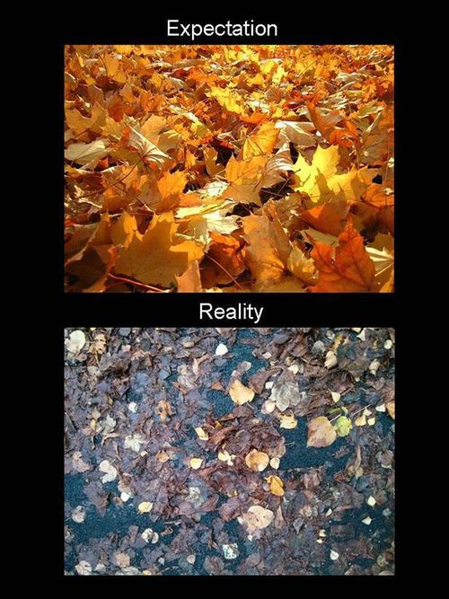 fall, expectation, reality, leaves