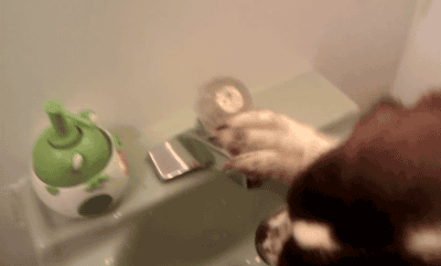 perfectly looped gif, dog, drink, water