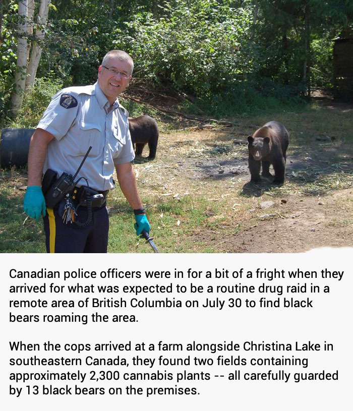 bears, canada, police, story, cannabis, crop