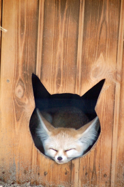 fox hole