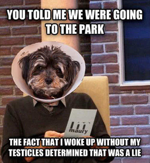 maurie, dog, meme, that was a lie