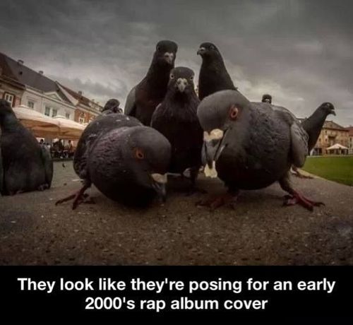 pigeons, posing for an earl 2000 rap album cover, lol