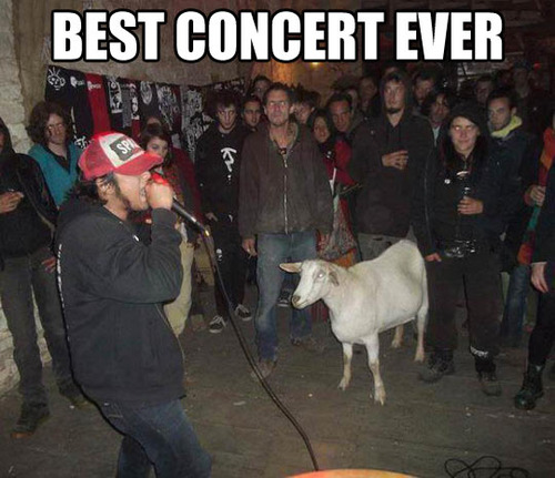 best concert ever, goat, meme, wtf