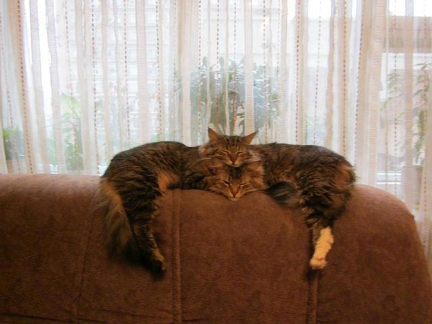 optical illusion, perspective, two cats