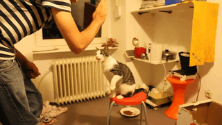 cat, high five, gif, double