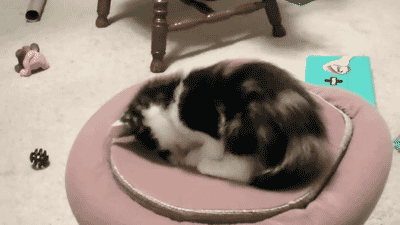 kittens playing, gif, toy, squeeze