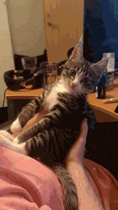 gif, cat, kiss, coodies, lol, do not want