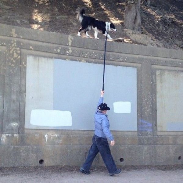 walking dog up on the wall, wtf