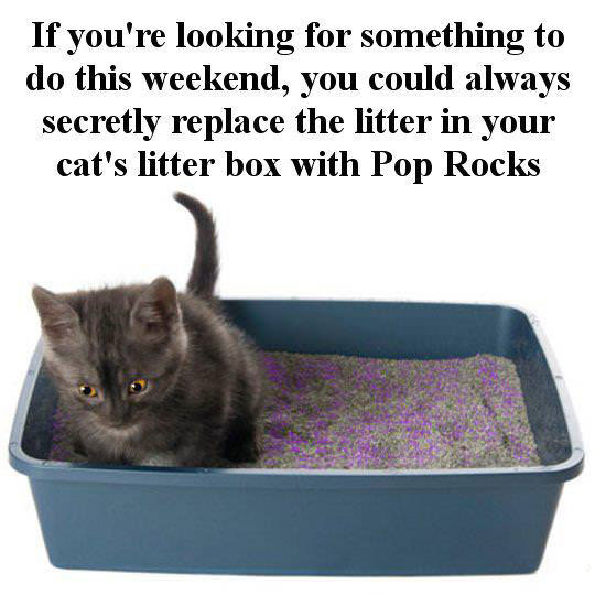 litter box, cat, pop rox, if you are bored