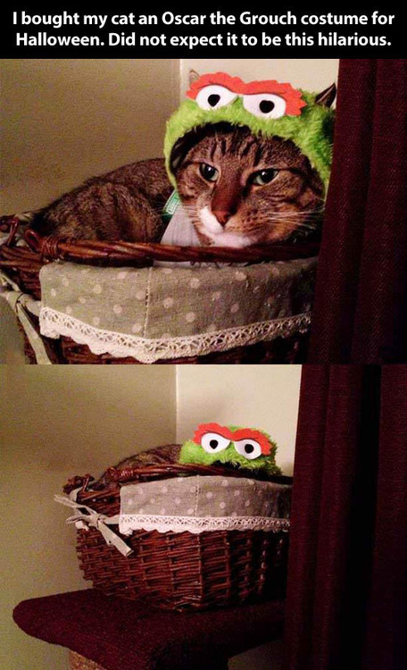 cat, oscar the grouch hat