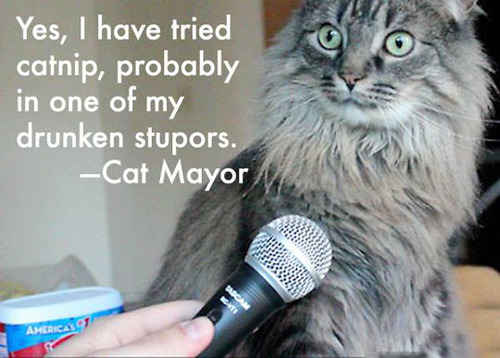 cat mayor, cat nip, drunken stupors