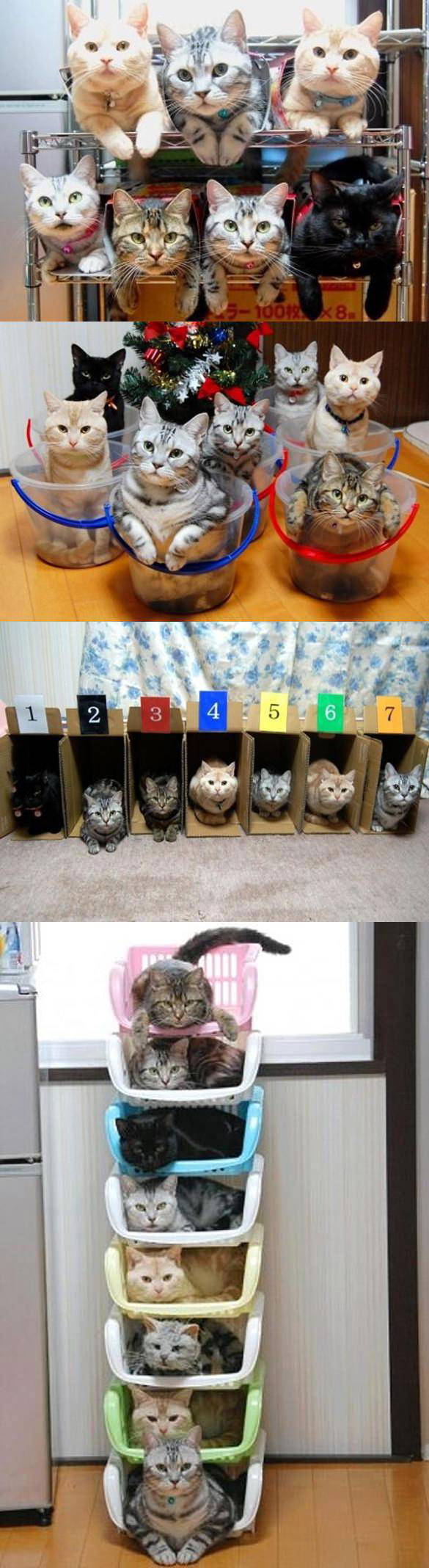 how to organize your cats