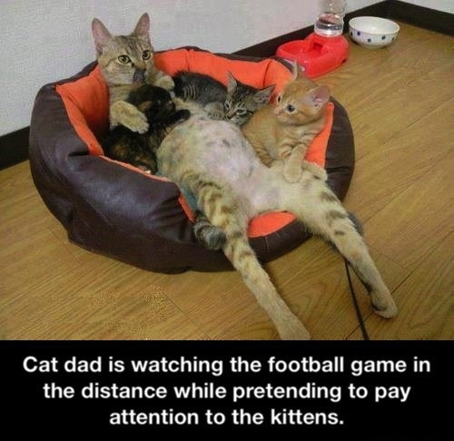 cat, kittens, story, lol, football