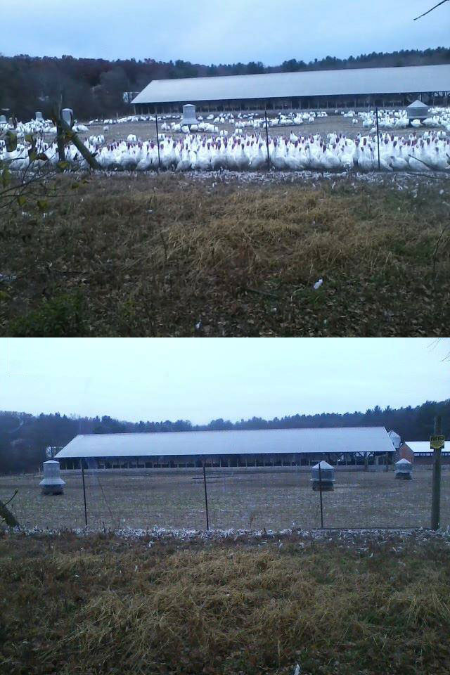thanksgiving, before and after, turkey farm