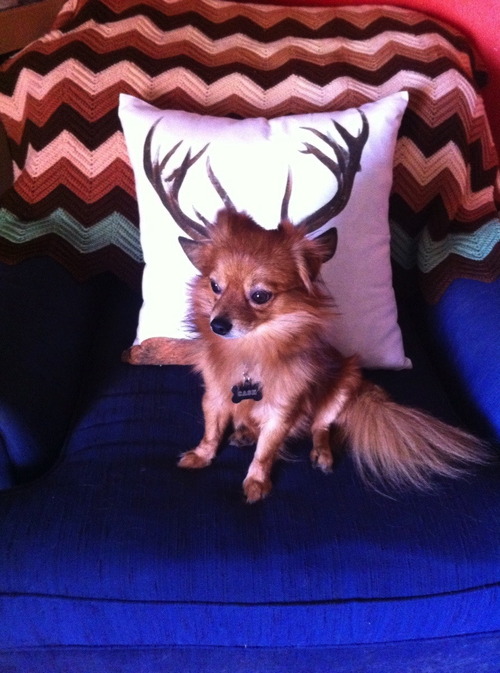 dog, antlers, perspective, lol