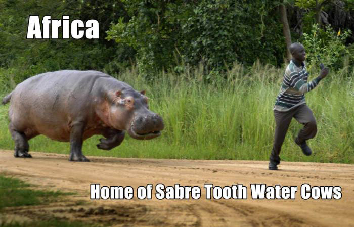 africa, home of the sabre tooth water cows, hippopotamus, meme