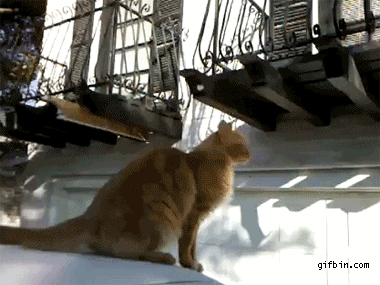 gif, cat, huge jump, win
