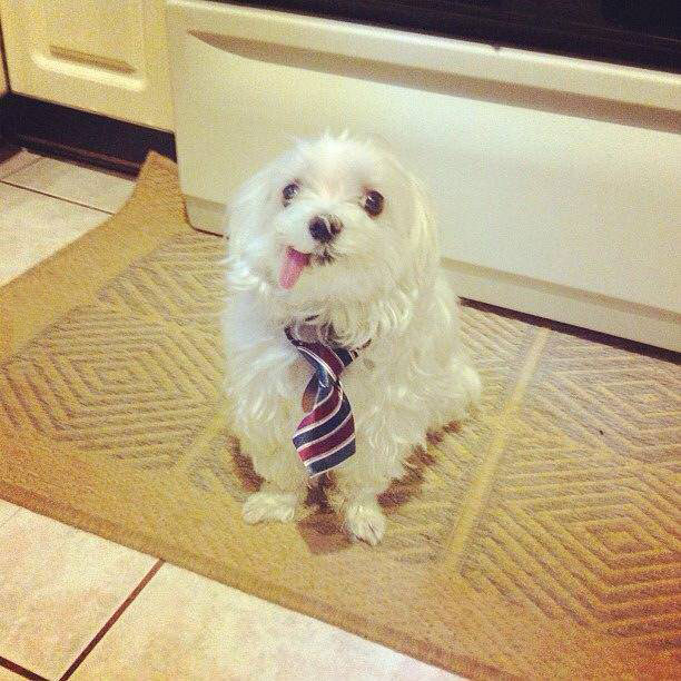 derp, dog, tie
