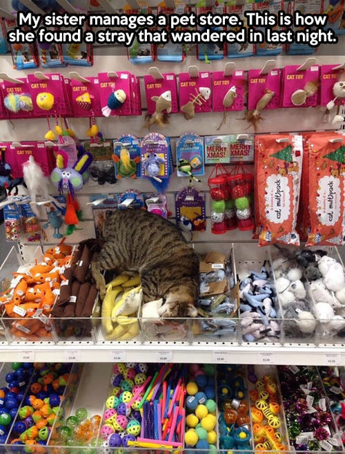 my sister manages a pet store, this is how she found a stray that wandered in last night, cat sleeping on product display
