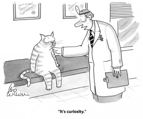 curiosity killed the cat, absurd, comic