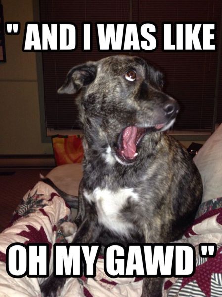 meme, dog, omg