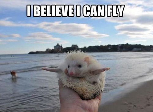 meme, i believe i can gly, hedgehog