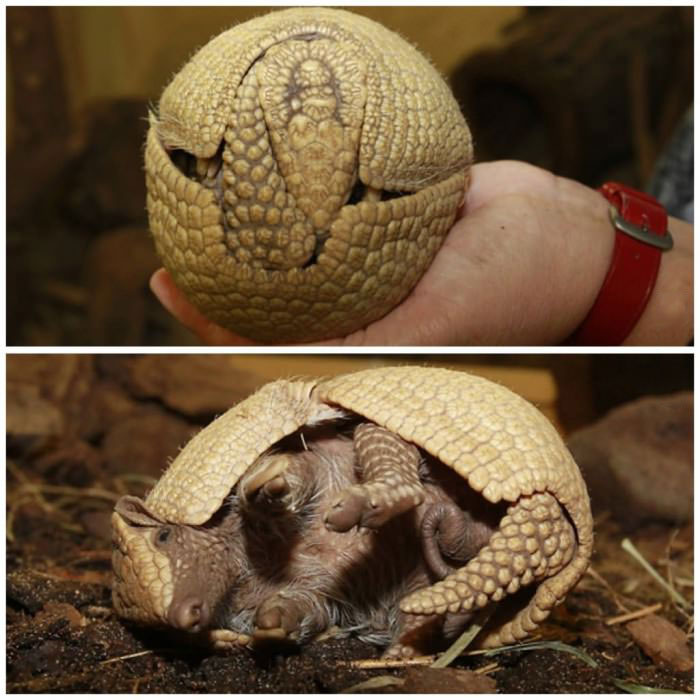 real life pokeball, armadillo, animal, ball, shell