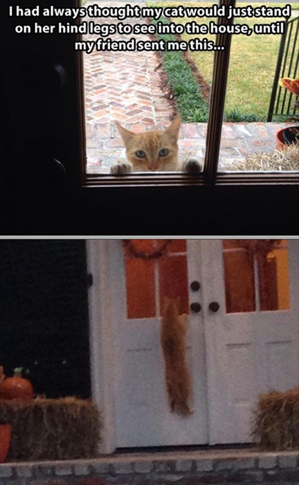 cat, story, lol, hanging