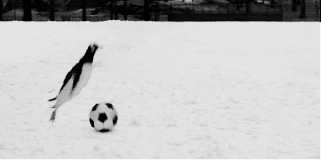 penguin, soccer ball balance, gif, troll