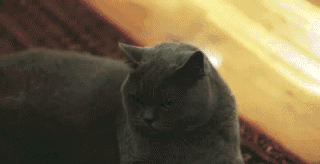 when somebody walks by and farts, gif, cat